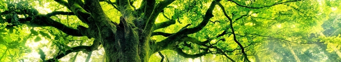 imagen bioma bosque