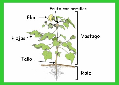 Características de las plantas