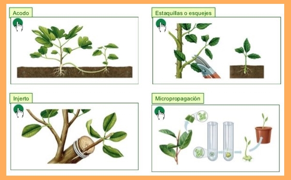 Reproducción vegetativa artificial imagen