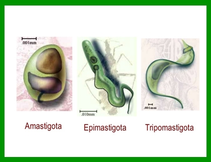 Trypanosoma imagen