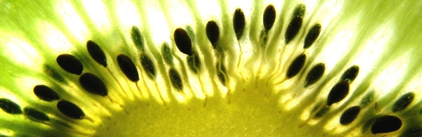 Imagen semillas de Kiwi