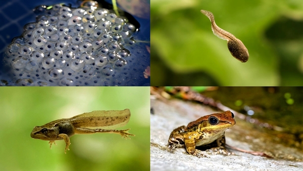 Ciclo de vida de las ranas imagen