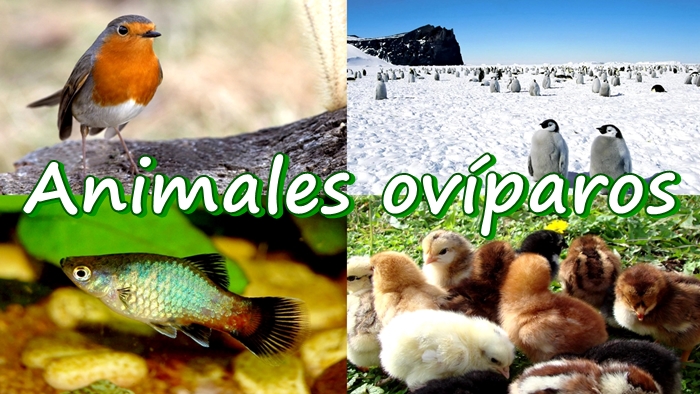 Animales Ovíparos y Vivíparos para Niños de Preescolar - Visual Avi