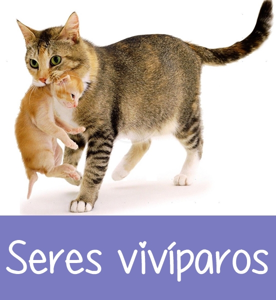 Seres vivíparos - Imagen