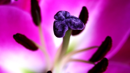 Imagen de una flor