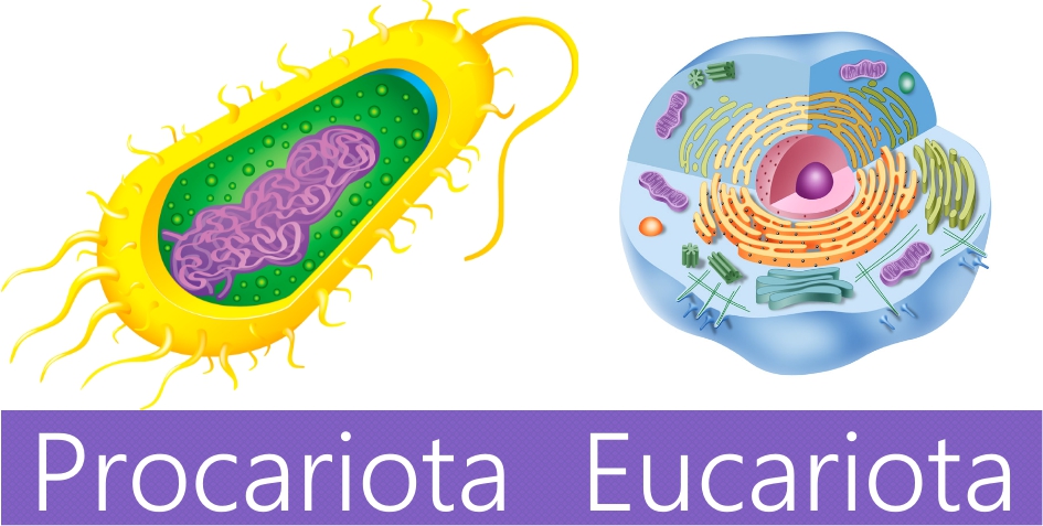 Diferencia Entre Célula Eucariota Y Procariota Cuadro Comparativo